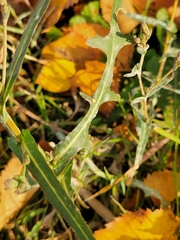 Lactuca serriola