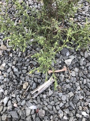 Dittrichia graveolens