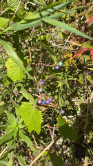 Ampelopsis glandulosa