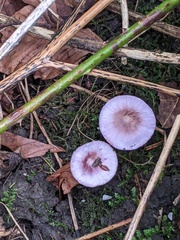 Inocybe lilacina