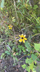Rudbeckia triloba