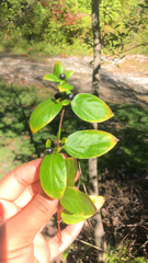 Hypericum androsaemum