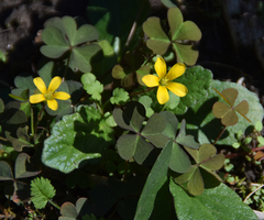Oxalis exilis