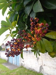 Heptapleurum arboricola