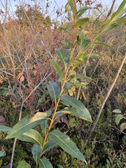 Salix serissima