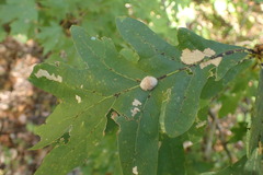 Druon quercusflocci