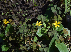 Oxalis exilis