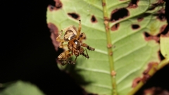 Araneomorphae