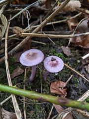 Inocybe lilacina
