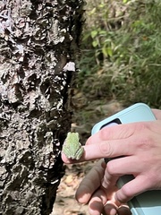 Hyla versicolor