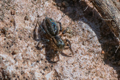 Phlegra fasciata
