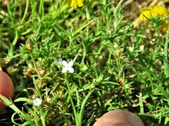 Polypremum procumbens