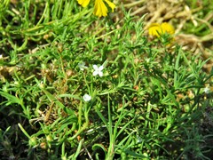Polypremum procumbens