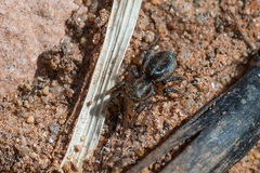 Phlegra fasciata