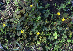 Oxalis exilis