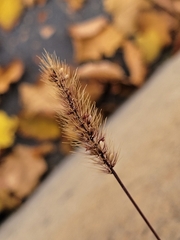 Setaria viridis