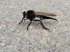 Promachus painteri