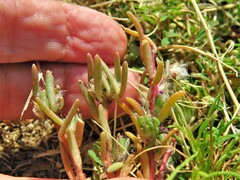 Portulaca pilosa