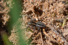 Phlegra fasciata