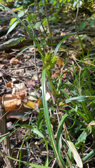 Carex lupulina