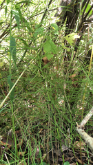 Equisetum
