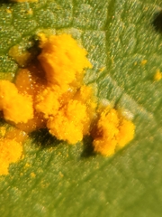 Coleosporium
