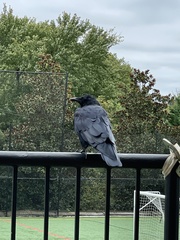 Corvus