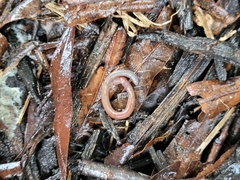 Lumbricus terrestris