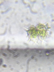 Xanthidium cristatum