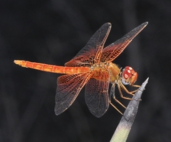 Trithemis kirbyi