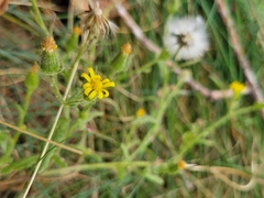 Senecio viscosus