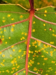 Coleosporium
