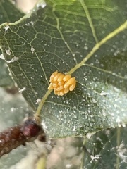 Ophraella communa
