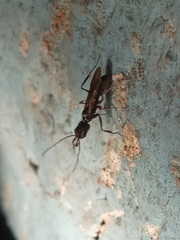 Odontomachus haematodus