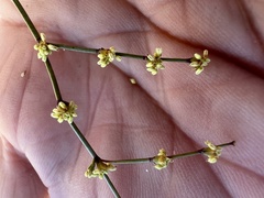 Eriogonum brachyanthum