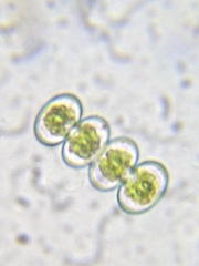 Cosmarium contractum