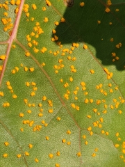 Coleosporium