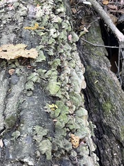 Cerrena unicolor