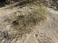 Eriogonum brachyanthum