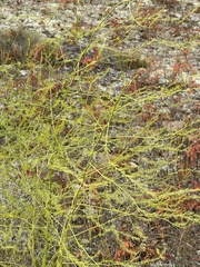 Cycloloma atriplicifolium