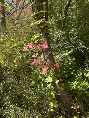 Toxicodendron radicans