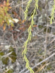 Cycloloma atriplicifolium