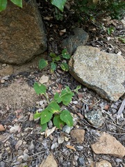 Arnica cordifolia