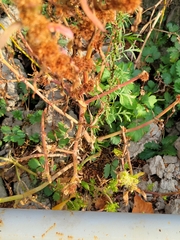 Amaranthus retroflexus