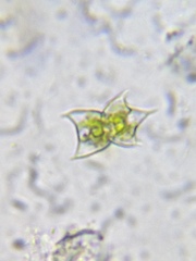 Staurodesmus dejectus