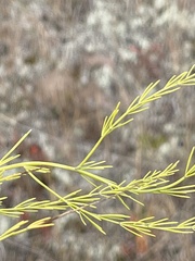 Cycloloma atriplicifolium