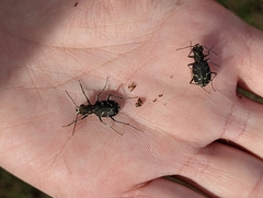 Cicindela tranquebarica