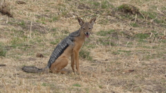 Lupulella mesomelas schmidti