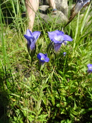 Gentianopsis victorinii