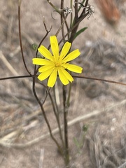 Lapsana communis